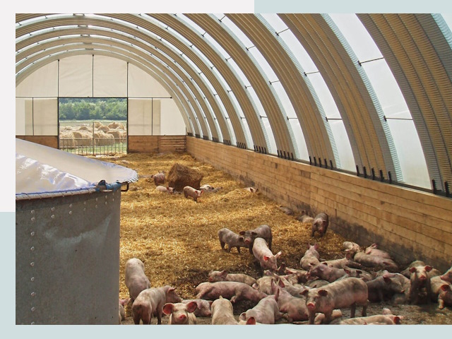 Строительство свинарников в Чите